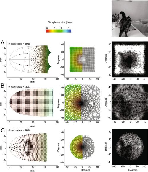 The models of electrode arrays and how the cat video would be processed in the visual cortex