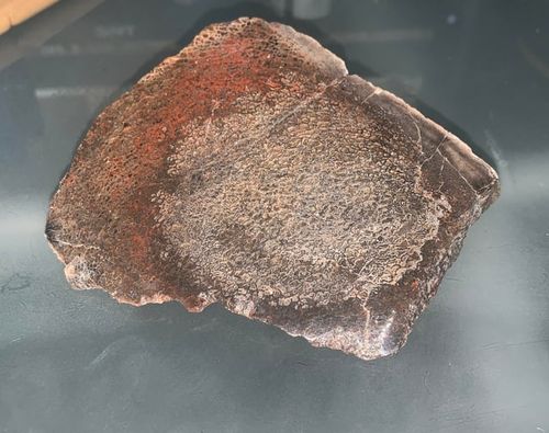 r/Paleontology - When I was really young a paleontologist gave me this fossil and said it was a dinosaur fossil. I don’t know anything more that, can anyone figure out anything more?