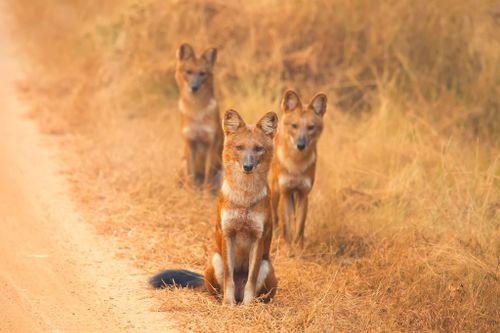 Indian Wild dogs