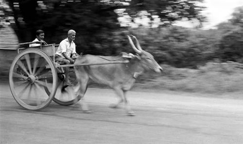 old man riding bullock cart, coimbatore, tamil nadu, india - bullock cart india stock pictures, royalty-free photos & images