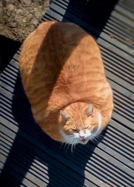BIG Cat.