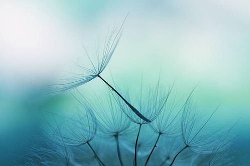 dandelion seed - nature stock pictures, royalty-free photos & images