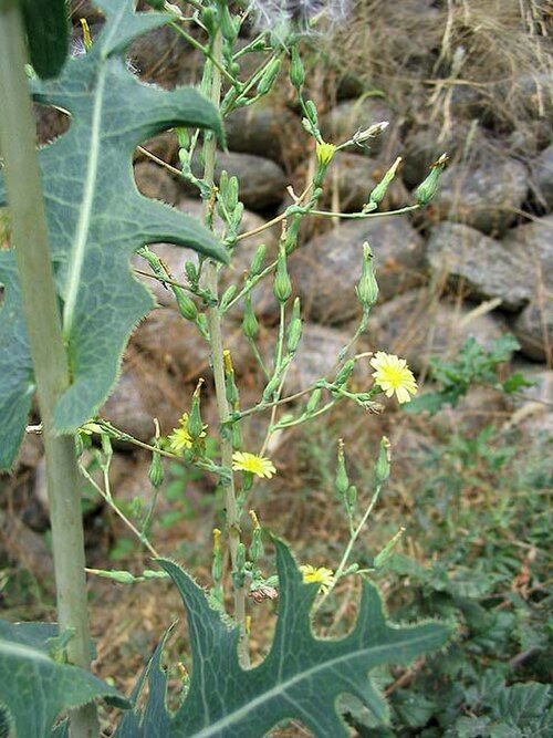 lactuca serriola