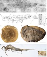 Texas fossil reveals early insects kept aquatic limbs during move onto land - Phys.org