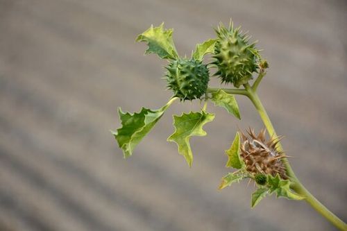 Planta de estramonio, datura stramonium, en otoño