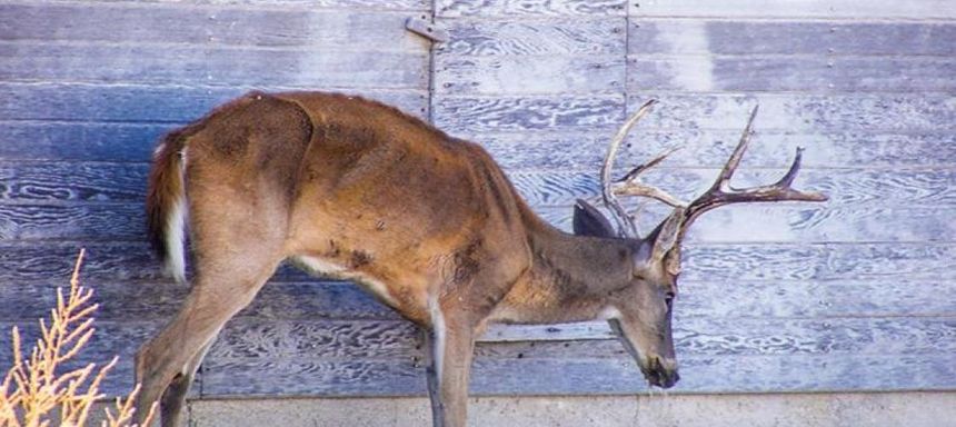 Chronic Wasting Disease Detected for First Time in Yellowstone National Park