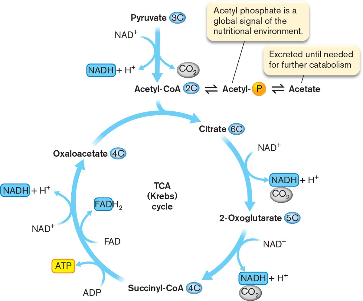 Microbiology 4E