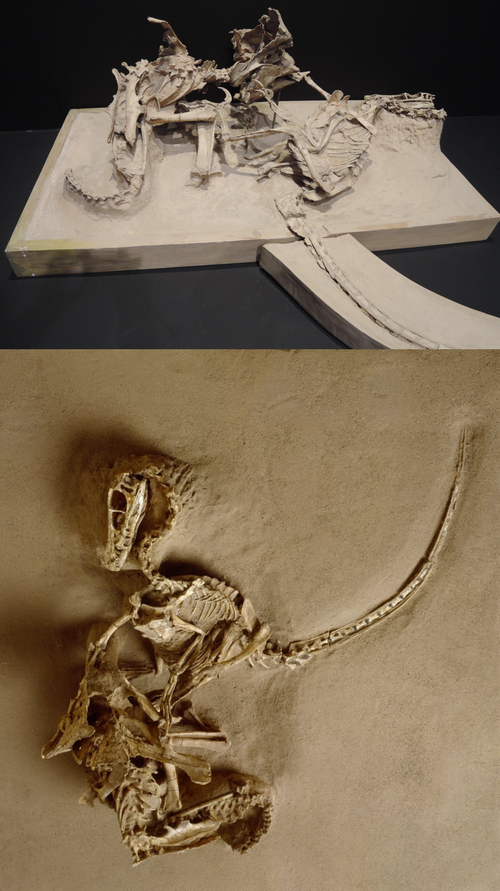 r/Naturewasmetal - The Legendary "Fighting Dinosaurs" fossil, of which a Velociraptor and Protoceratops were both preserved in mortal combat.