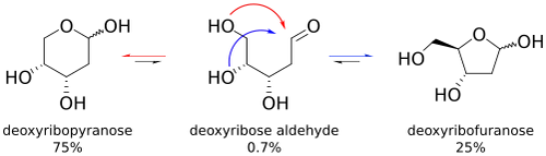 deoxyribose forms