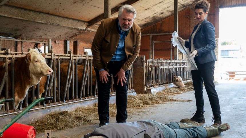 "Die Rosenheim-Cops - Mord macht auch Mist": Hauptkommissar Stadler (Dieter Fischer) und Rechtsmedizinerin Dr. Dimos (Anastasia Papadopoulou) stehen im Kuhstall und blicken auf das Opfer, das bäuchlings vor ihnen liegt. Dimos hält ein in transparente Folie gehülltes Blasrohr in den Händen. Im Vordergrund liegen ein umgekippter roter Eimer und ein schwarzer Arztkoffer, daneben steht an der Seite eine Kuh.