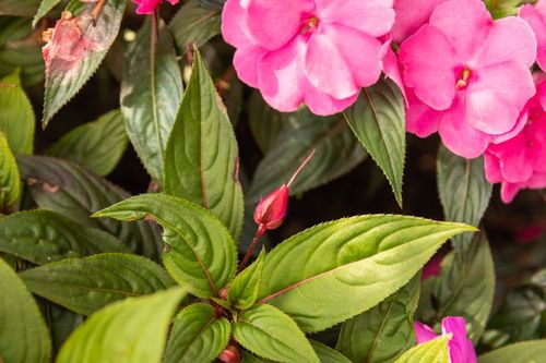 how to over winter impatiens