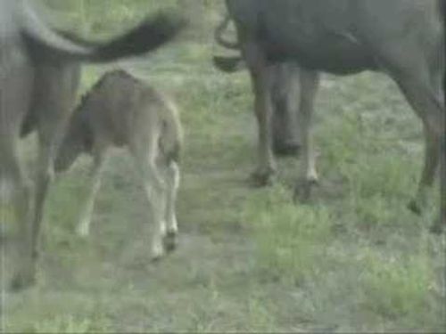 Gnu video animals town