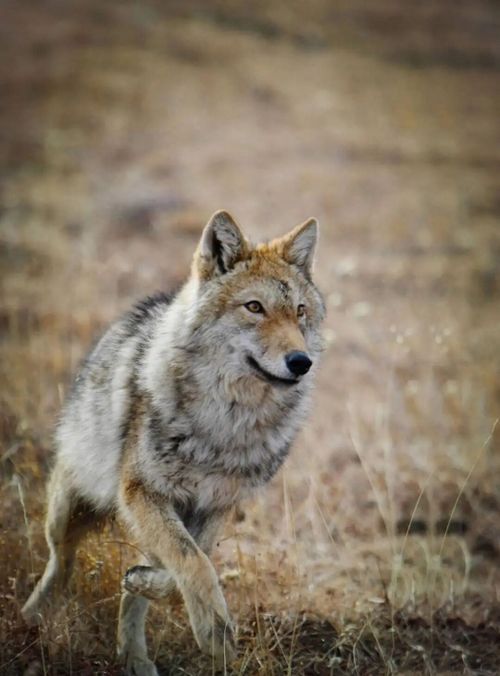 李微漪证实狼王格林已自然老去，呼吁不要打扰野生动物生活