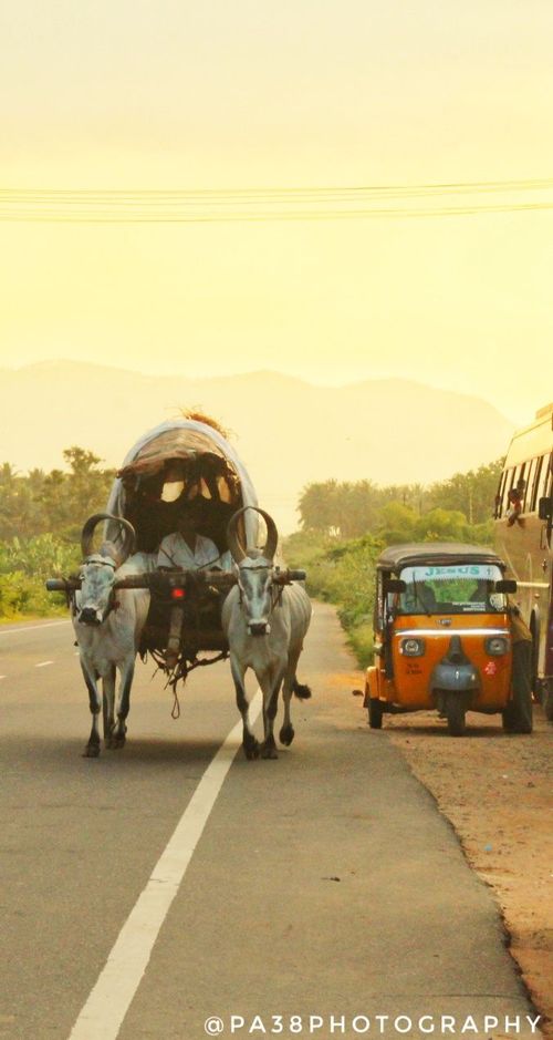two cows pulling a cart down the road in front of a bus and an orange truck