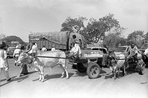 bullock cart carrying kerosene, sewri, bombay mumbai, maharashtra, india - bullock cart india stock pictures, royalty-free photos & images