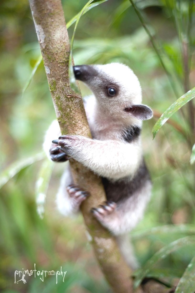 #Anteater climbing on a tree Big Animals, Cute Little Animals, Cute Funny Animals, Animals Friends