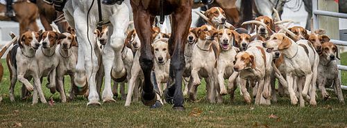 hounds on the hunt - english foxhound stock pictures, royalty-free photos & images