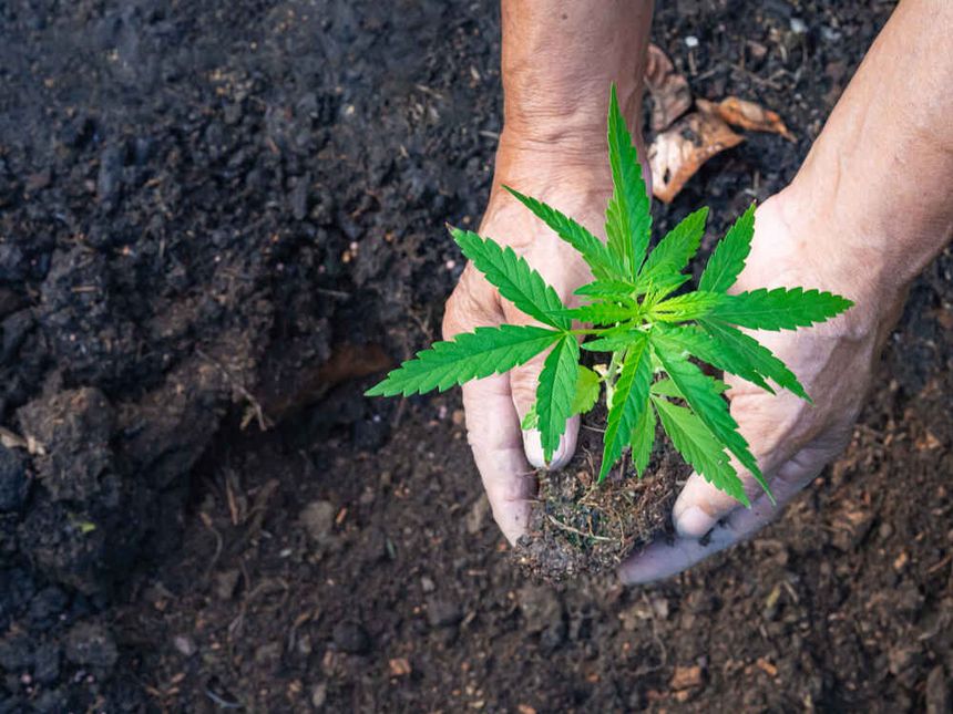 Cannabis plant being placed into rich soil