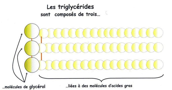 Boulangerie net - Ensymes introduction 2