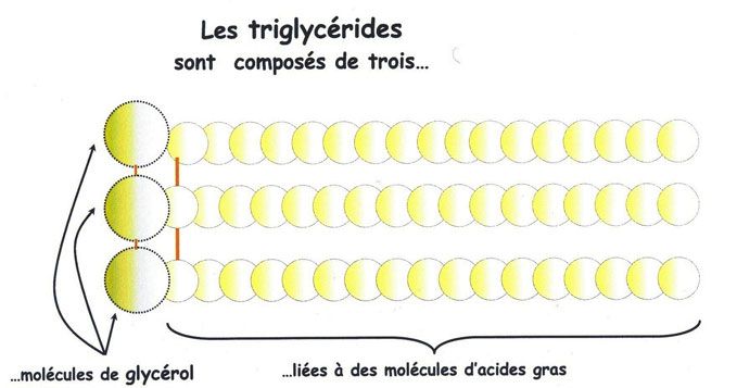 Boulangerie net - Ensymes introduction 2