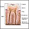 Tooth anatomy