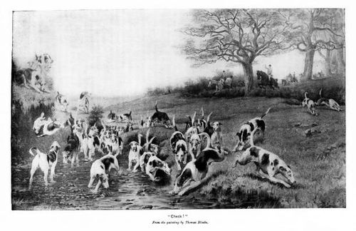 Fox Hunting on Horseback in Check by  Artist Thomas Blinks A hunting party on horseback with dogs chasing a fox in "Check!" by artist Thomas Blinks. Illustration published 1895. Original edition is from my own archives. Copyright has expired and is in Public Domain. fox hunting stock illustrations