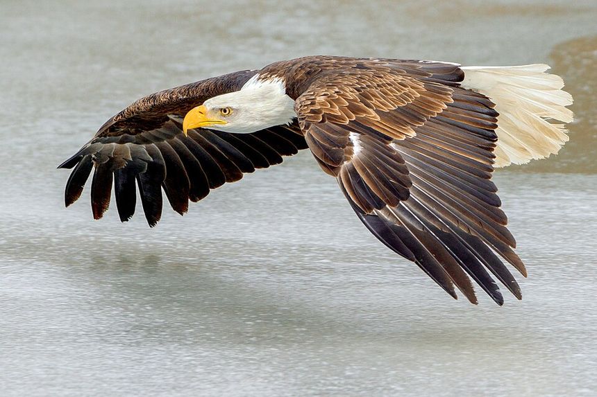 Bald Eagle