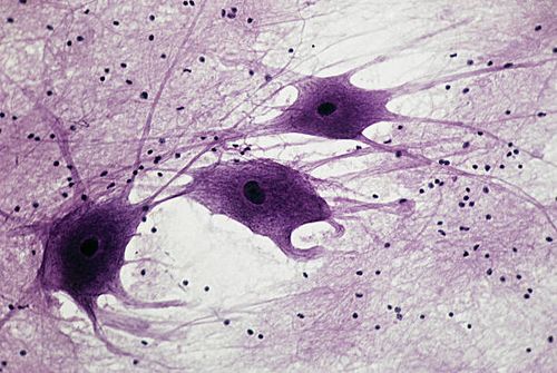 neurons (motor), spinal cord, 50x at 35mm. shows: 3 neurons, cell bodies, nuclei, dendrites (nerve fibers attached to cell body), and neuroglial cells - pns stock pictures, royalty-free photos & images
