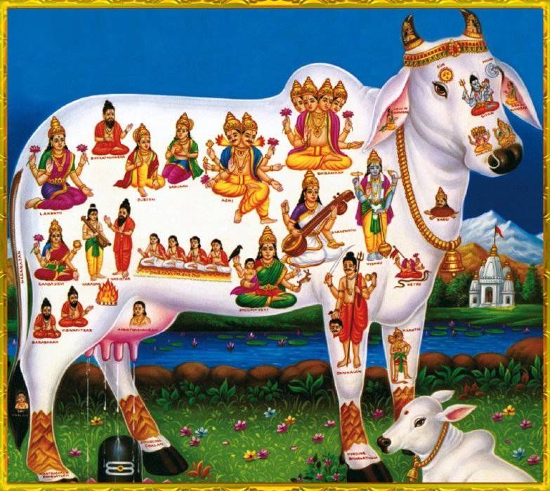 Cow Image