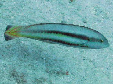 slippery dick 1