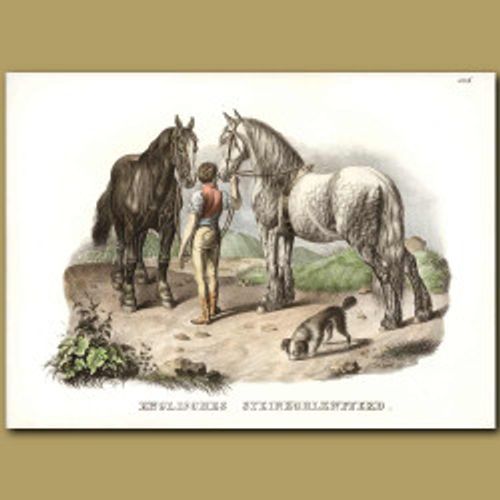 English Cart Horses
