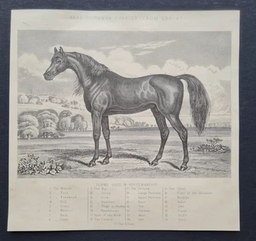 Antique 1882 Turkoman / Arabian Horse Print – Arab-Toorkman Charger from Syria - Image 1 of 4