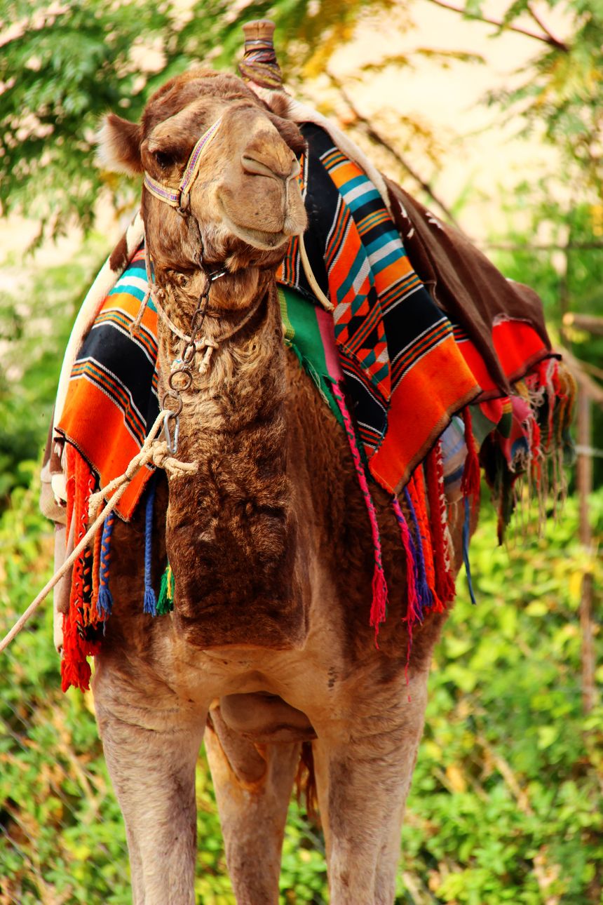 camel in jericho palestine