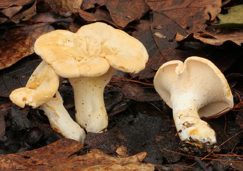 Seta lengua de vaca (Hydnum repandum)