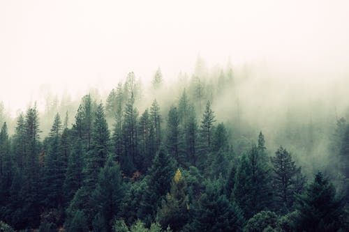 Free A serene misty forest scene with thick fog enveloping tall pine trees. Stock Photo