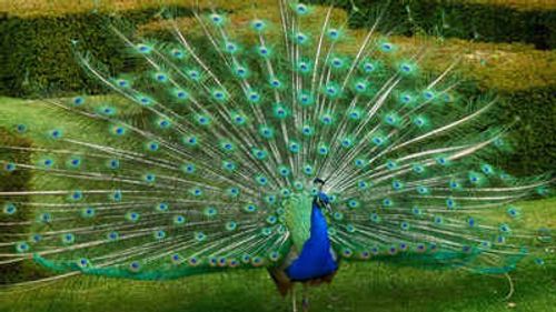  India's national bird