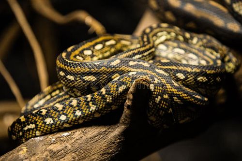 Python snake is a genus of constricting snakes in the Pythonidae family native to the tropics and subtropics of the Eastern Hemisphere. Python snakes stock images, royalty-free photos and pictures