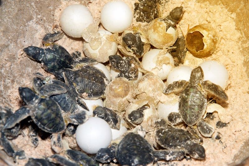 Model made of resin a baby Green sea turtle and eggs in hatching on a beach. Sea turtle eggs beach stock images, royalty-free photos and pictures