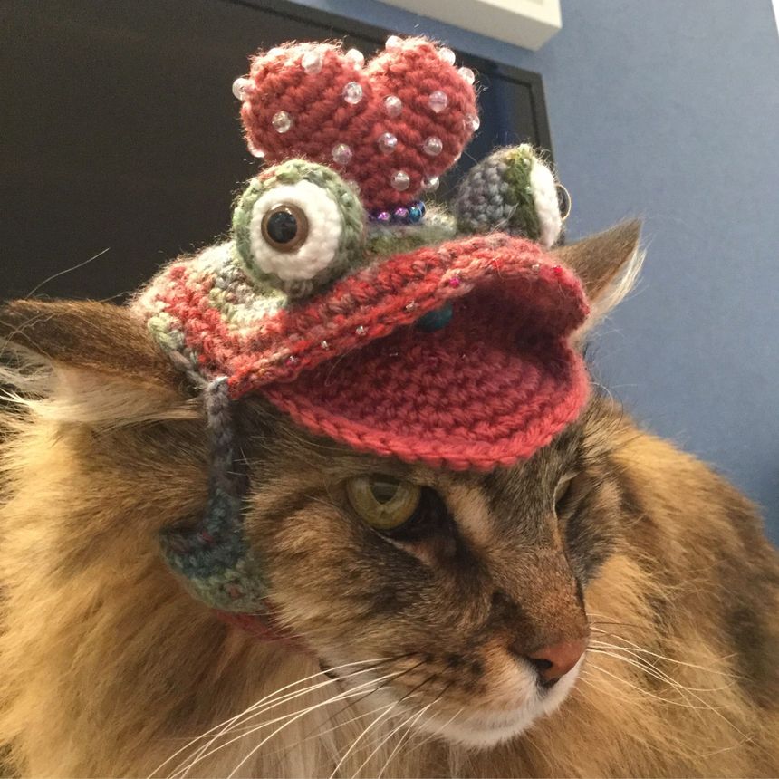 Hat Cat