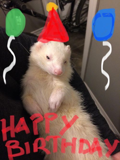r/ferrets - If you’re looking for birthday card ideas, oh boy do I have one for you