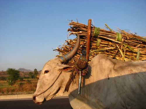A bullock cart laden with sugarcane. Indian bullock cart stock images, royalty-free photos and pictures