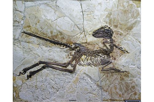 Fossil skeleton of the dinosaur Zhenyuanlong