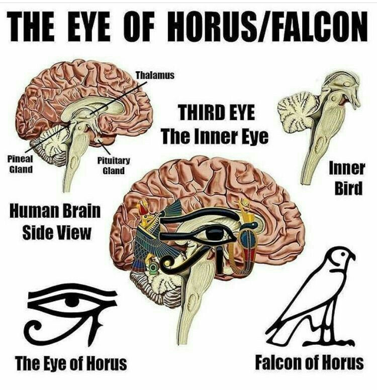 pineal gland eye of horus - Google Search in 2020 | Kemetic spirituality, Egyptian symbols ...