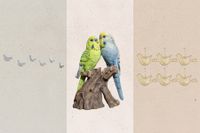 Kelly Clarkson Selling Bird-Themed Decor Online on Heels of Brooklyn Shop Controversy - Rolling Stone