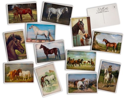 Hill Valley Greetings Vintage Horses Postcards - 24 Vintage Postcards - 12 Assorted Retro Horse Prints - Printed on Antiqu...