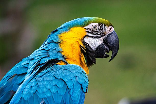 Blue-and-gold Macaw