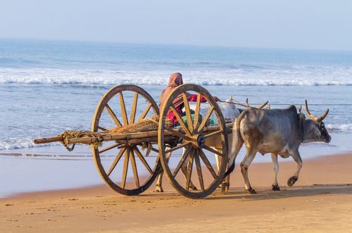 Bullock cart transporting things on tropical sea beach, Puri,Odisha,. Indian bullock cart picture stock images, royalty-free photos and pictures