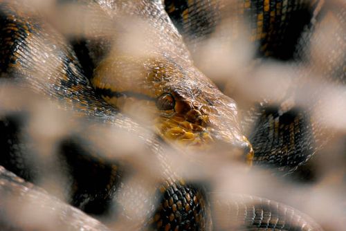 reticulated python big snake in a cage - python snakes stock pictures, royalty-free photos & images