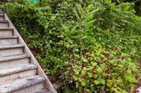 Don’t Let Your Neighbor’s Vines Take Over Your Yard—A Gardening Pro Shares His 5 Best Tips to Stop Them - The Spruce