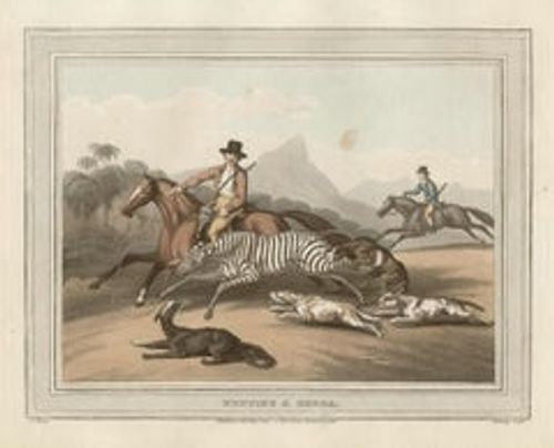 Antique Hunting a Zebra, African hunting engraving print, 1813